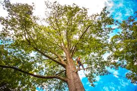 Best Tree Preservation Services  in Orange Blossom, CA