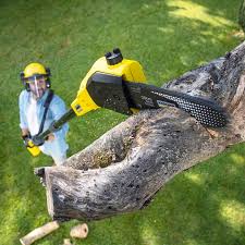 Best Lawn Disease Treatment  in Orange Blossom, CA