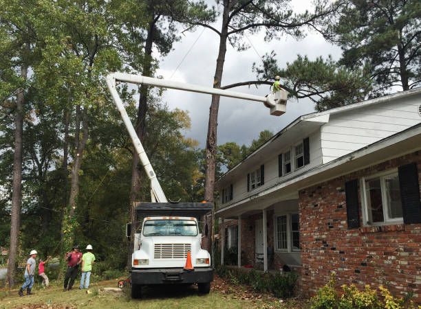 How Our Tree Care Process Works  in  Orange Blossom, CA