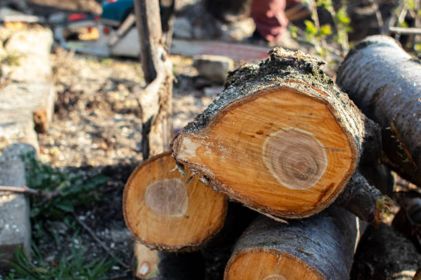 Orange Blossom, CA Tree Care Company