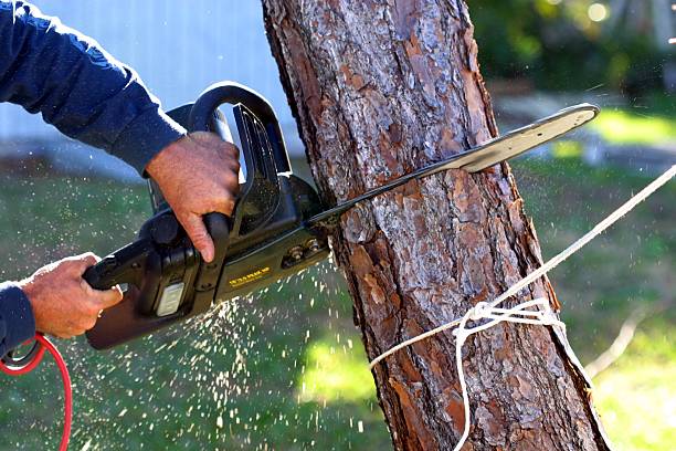 Best Lawn Maintenance Plans  in Orange Blossom, CA