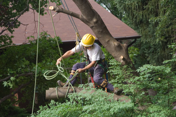 Best Tree Health Inspection  in Orange Blossom, CA