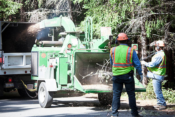 Best Tree Disease Treatment  in Orange Blossom, CA