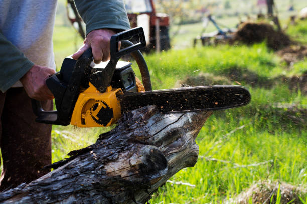 Best Grass Overseeding  in Orange Blossom, CA